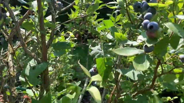 Сорт голубики Дюк. Краткий обзор плодоношения. 23.07.21 смотреть онлайн