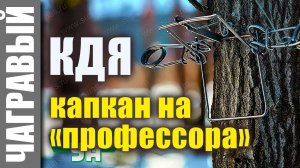 ДАВИЛКА КДЯ на куницу, соболя, норку и др. пушных зверей.