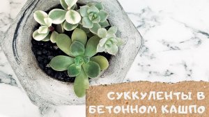 Садик из суккулентов в бетонном кашпо | Succulent Arrangement