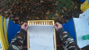 Обработка пчел бипином от клеща осенью