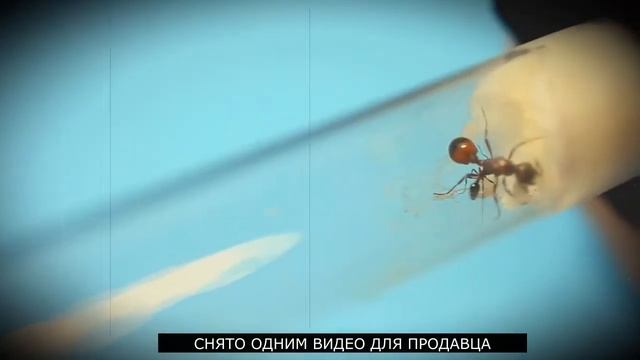 Муравьи Маника Рубида (Manica rubida). Посылка. Распаковка. Новые муравьи в коллекцию. смотреть онлайн