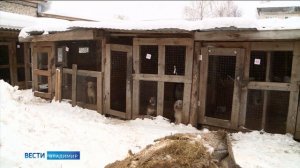 Первый областной приют для бездомных животных построят во Владимире