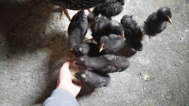 Курица и цыплята, Породы Амрокс Лесидан смотреть онлайн