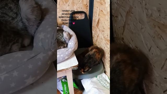 ПРИЮТ ДЛЯ БЕЗДОМНЫХ ЖИВОТНЫХ смотреть онлайн