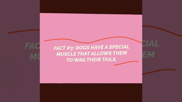 5 Fun Facts about Dogs 🐶🐾 смотреть онлайн