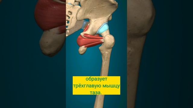 Верхняя близнецовая мышца