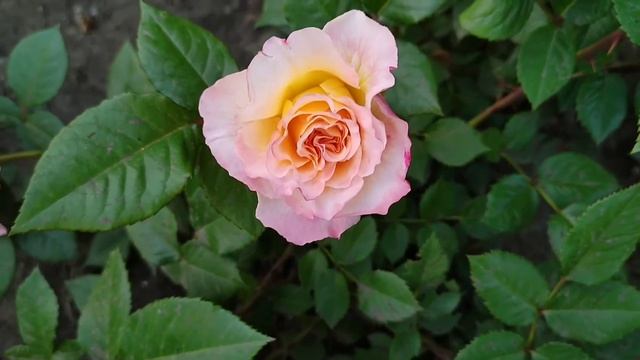 Распустилась первая роза// Аппалачи// роза Семена Алтая смотреть онлайн