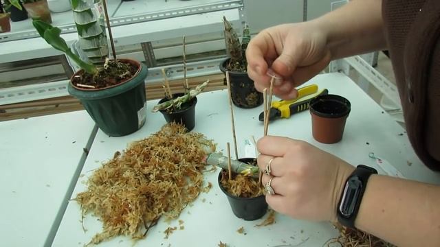 Посадка Cycnoches. Как посадить морковку смотреть онлайн