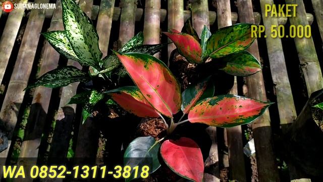 OBRAL AGLONEMA PAKET MURAH TERBARU  JUMBO-JUMBO DAN MENOR-MENOR HARGA TERJANGKAU