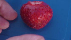 ЛОРД очень вкусный среднеспелый сорт клубники