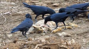 Indian jungle crow ate Jungle cat dead body (Corvus culminatus, Felis chaus)