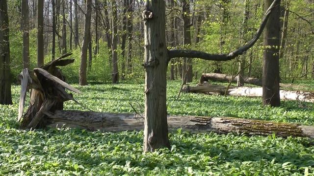 Panasonic HDC-SD900 test review part 2 смотреть онлайн