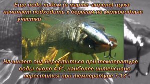 Щука описание, образ жизни