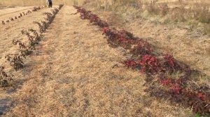 Почему плохо зимуют ростения? Зделайте это  обезательно .