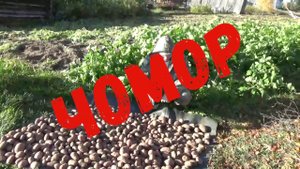 Я не потерялся Я просто копал картошку Чомор