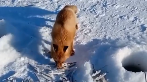Лиса на рыбалке.mp4