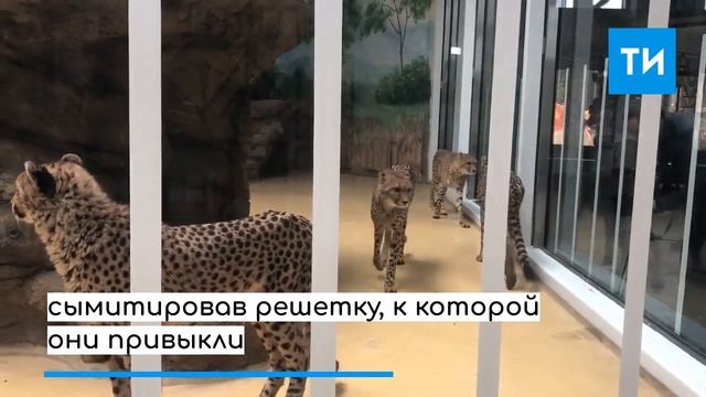 В Казанском зоопарке «Река Замбези» впервые появились гепарды