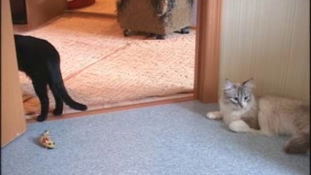 кошки