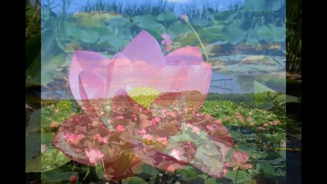 Медитация Цветок Лотоса