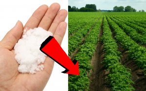 Выращивание картофеля 15 кг С КУСТА!.mp4