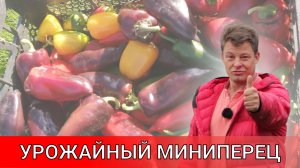 скороспелый суперурожайный сорт сладкого миниперца с толстенной стенкой под названием ланчбокс