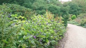 Ломонос борщевиколистный (Clematis heracleifolia), ботанический сад Орхус, Дания.