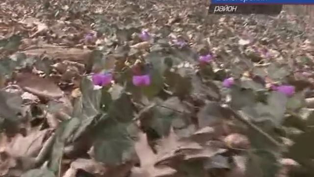 Цикламен Кузнецова смотреть онлайн