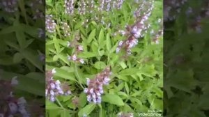 Шалфей лекарственный, выращивание и уход