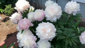2021 Bloom Season - Mrs. Franklin D. Roosevelt (Franklin, 1932)