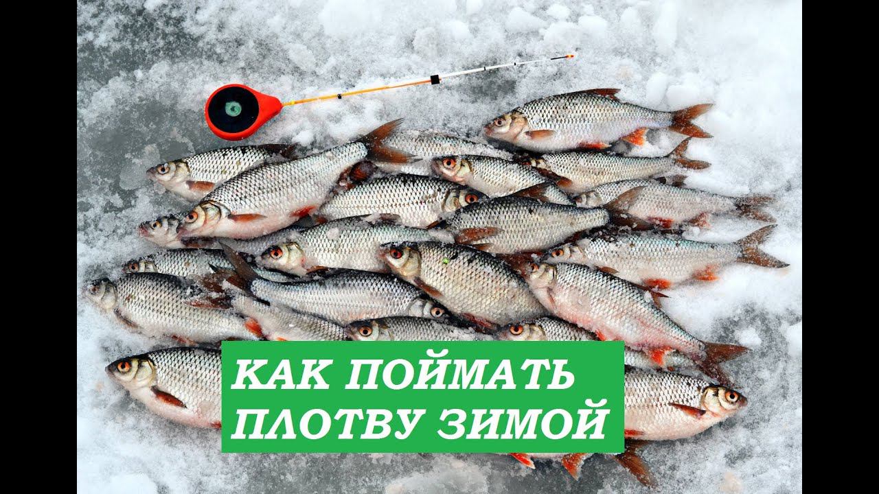 Как поймать за 1 час много плотвы(2 ЧАСТЬ) смотреть онлайн