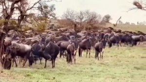 ? Танзания . Сафари в заповедниках Танзании #танзания #занзибар #сафари