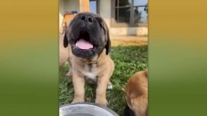 ДО И ПОСЛЕ ВЗРОСЛЕНИЯ. НЕВЕРОЯТНЫЕ ТРАНСФОРМАЦИИ ЖИВОТНЫХ