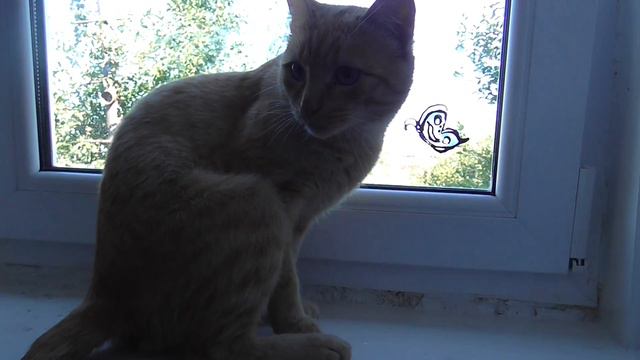 Кот Барсик,Жизнь котов, рыжик пыжик, смех, мяу. смотреть онлайн