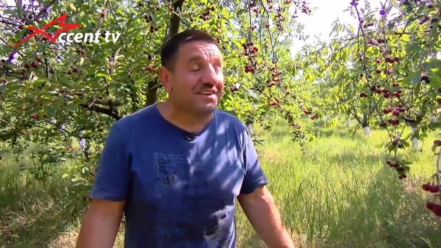 Реальный сектор. Выращивание и экспорт молдавской черешни смотреть онлайн