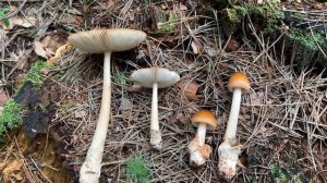 Muchomor rdzawobrązowy (Amanita fulva) - jeden z jadalnych muchomorów