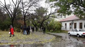 На два автомобиля упало дерево