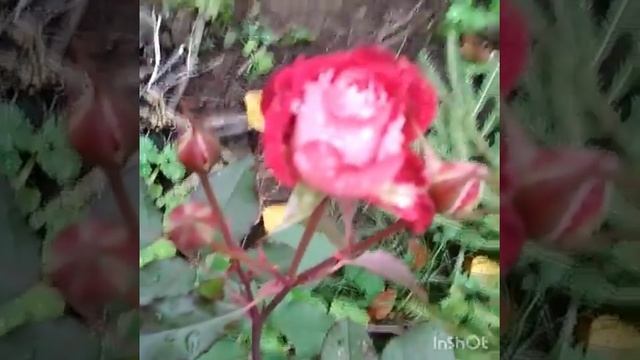 Роза Лия Меже Lea Mege, октябрь 2020. смотреть онлайн