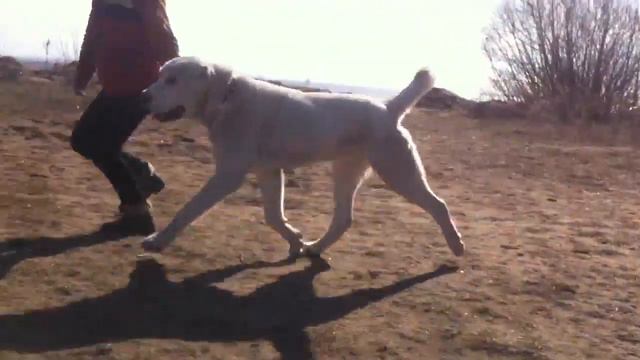 Янсонс Журек видео смотреть онлайн