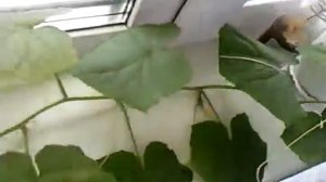 F1 Бобрик корнишон