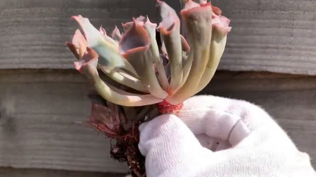 Echeveria Trumpet Pinky смотреть онлайн