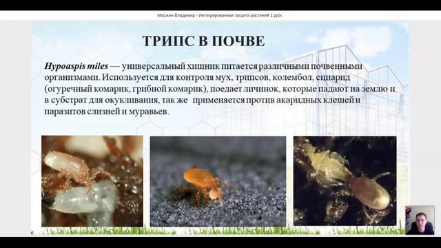 Интегрированная защита томата, огурца в теплице от таких вредителей, как трипс, белокрылка, клещ смотреть онлайн