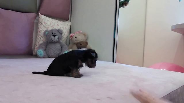 Очень игривый щенок йорка, кобель 3 смотреть онлайн