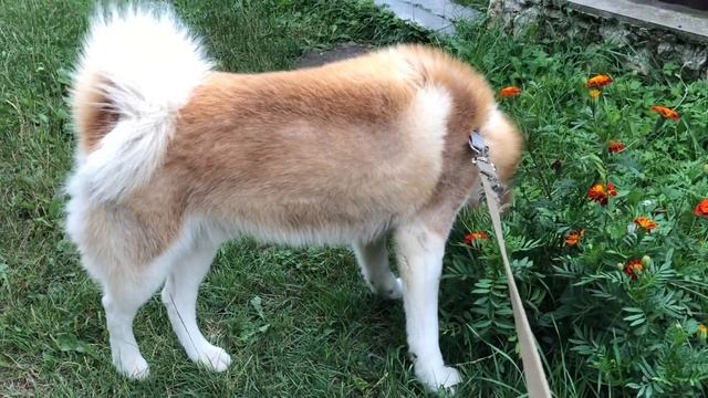 Сибірський хаскі Балу поранив лапу смотреть онлайн