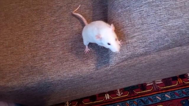 разговоры о крысах смотреть онлайн