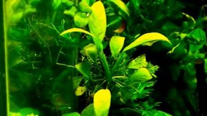 #Aquarium. Аквариум на подоконнике.