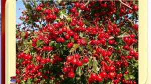 Семейство Розоцветные