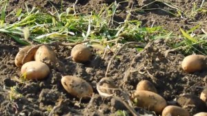 Картофелекопалка полтавская двух эксцентриковая 2020 год