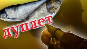 Подводная охота в одной ласте. Одним выстрелом сразу двух.