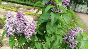 flowers    цветы привет мая