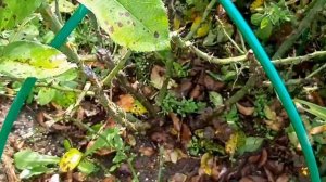 Спрей роза  АРРОУ ФОЛИЕС  и ЛАВЛИ ЛИДИЯ !